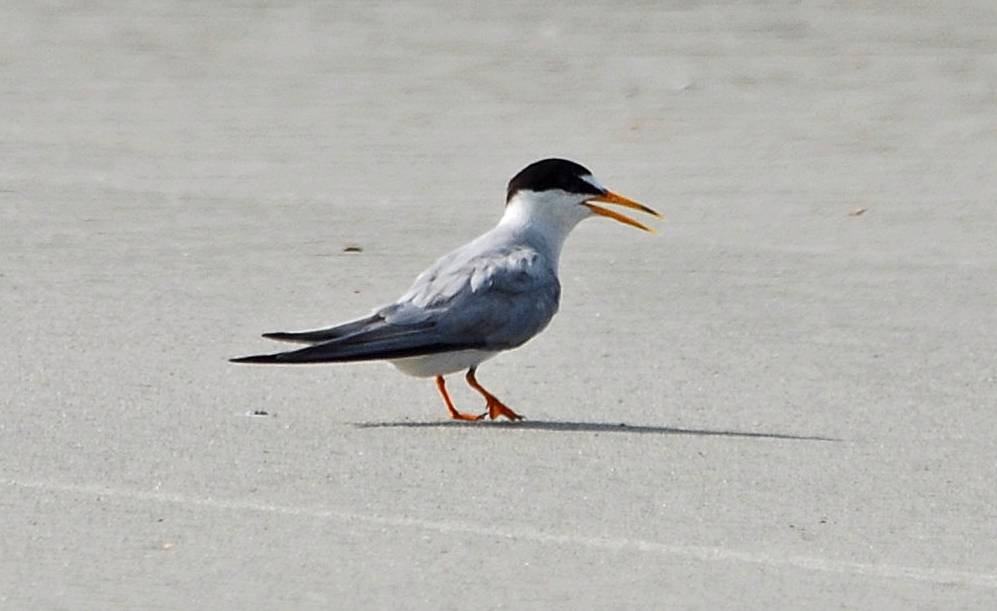 Least Tern 2007_07_07_094958 - Copy